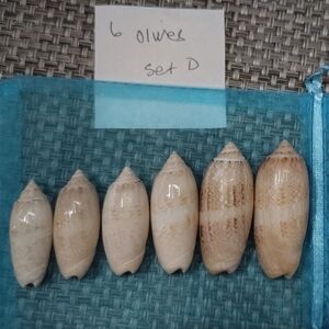 6 Lettered Olive Seashells from Florida (set D)